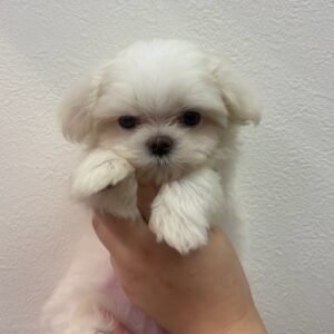 マルチーズ IMG_5255