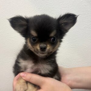 チワワ IMG_5259