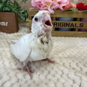 オカメインコ(アルビノ) IMG_7107