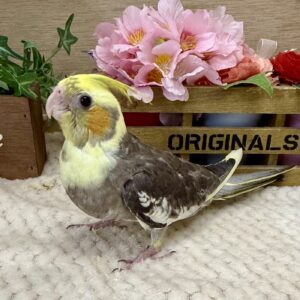 オカメインコ(パイド) IMG_7115