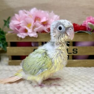 ウロコインコ(ムーンチーク) IMG_7145