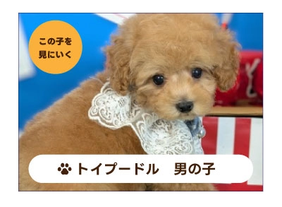 トイプードルの子犬を探す