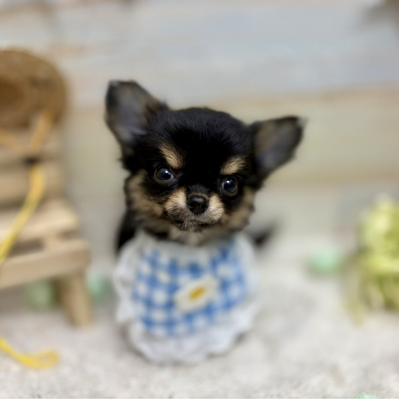 チワワ - 大阪・兵庫のペットショップ｜犬猫・トリミングならピースワン