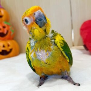 コガネメキシコインコ batch_IMG_7745