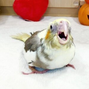 オカメインコ batch_IMG_8102
