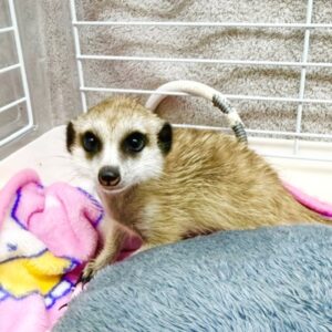 ミーアキャット batch_IMG_8549