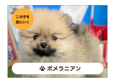 ポメラニアンの子犬を探す