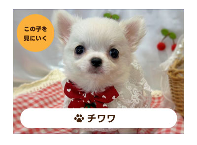 チワワの子犬を探す