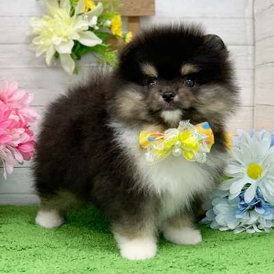 ポメラニアン - 大阪・兵庫のペットショップ｜犬猫・トリミングなら