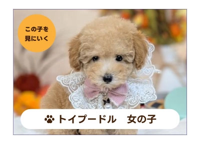 トイプードルの子犬を探す