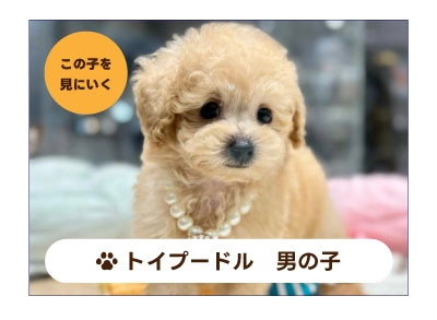 トイプードルの子犬を探す