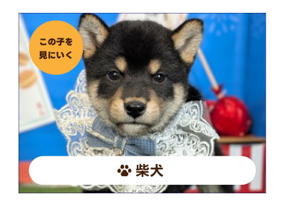 柴犬の子犬を探す