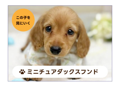 ミニチュアダックスフンドの子犬を探す