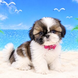 シーズー image0