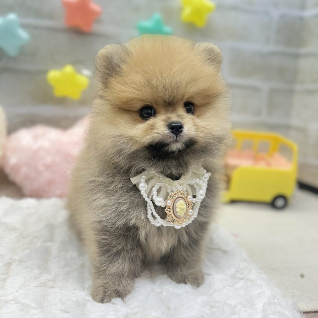 ポメラニアン - 大阪・兵庫のペットショップ｜犬猫・トリミングなら