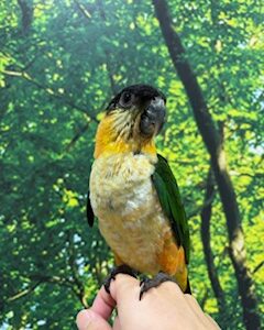 ズクロシロハラインコ image2