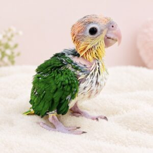 シロハラインコ image5