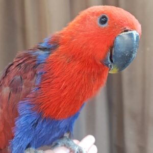 オオハナインコ 261003192447205~2