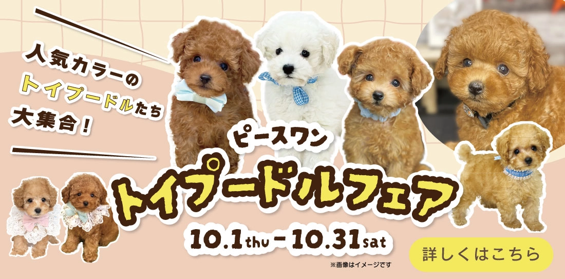 ピースワントイプードルフェア開催中！