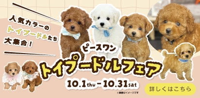 トイプードルフェア開催中！
