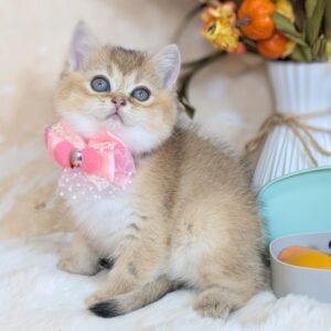 ブリティッシュショートヘア 1