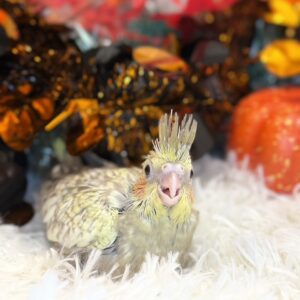 オカメインコ(シナモンパール) IMG_1810