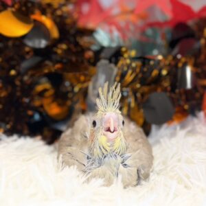 オカメインコ(シナモン) IMG_1812
