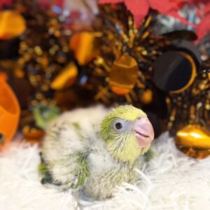 オキナインコ(グリーンオパーリン) IMG_1816