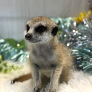 ミーアキャット IMG_1833