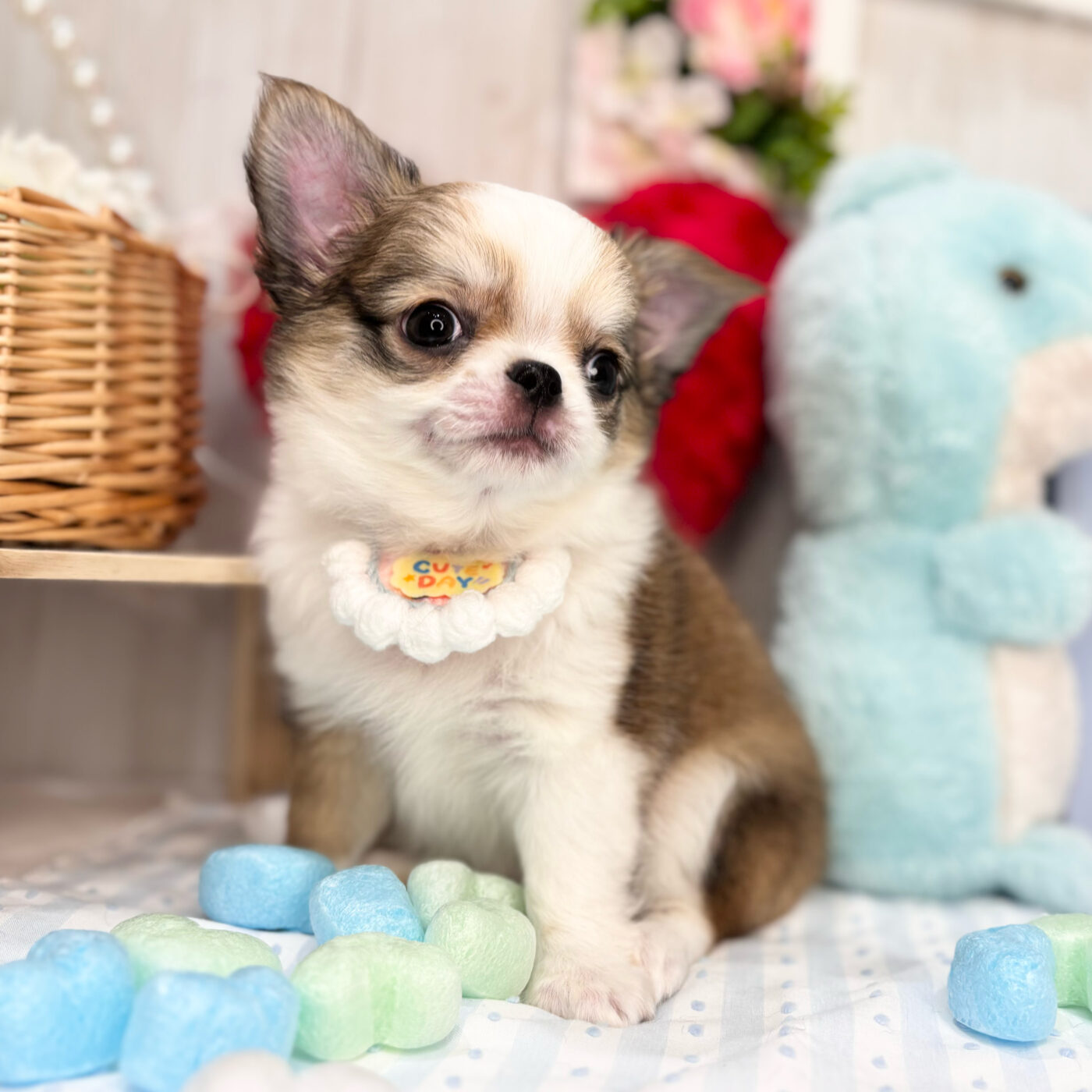 チワワ - 大阪・兵庫のペットショップ｜犬猫・トリミングならピースワン