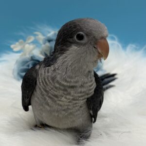 オキナインコ(コバルト) IMG_6319