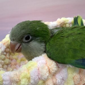 オキナインコ(ノーマル) IMG_6344