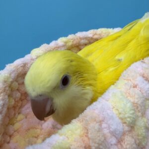オキナインコ(ルチノー) IMG_6358