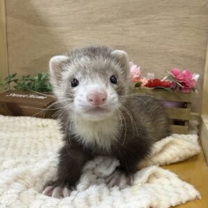 マーシャルフェレット【スターリングバターミット】 IMG_7555