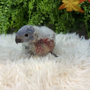 ゴシキセイガイインコ IMG_9086
