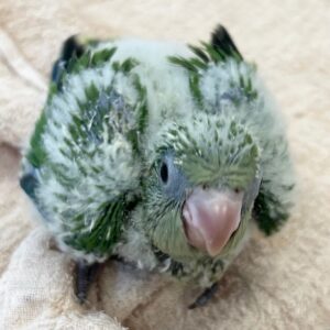 オキナインコ (グリーン) IMG_9369