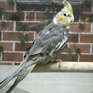 オカメインコ(ノーマル) IMG_9631