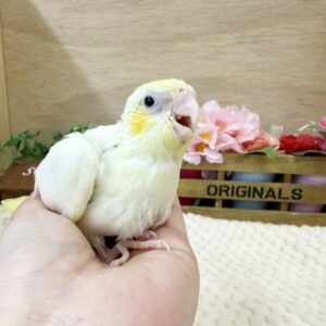 オカメインコ(クリアパイド) batch_FullSizeRender-4