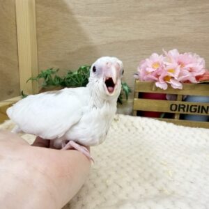オカメインコ(ホワイトフェイスヘビーパイド) batch_FullSizeRender-6