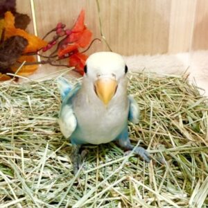 コザクラインコ(パイド) batch_IMG_9161
