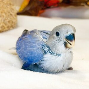 コザクラインコ batch_IMG_9361