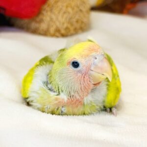 コザクラインコ batch_IMG_9364