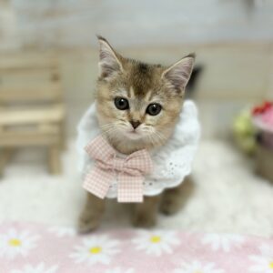 ブリティッシュショートヘア ブリ1