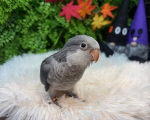 オキナインコ image0
