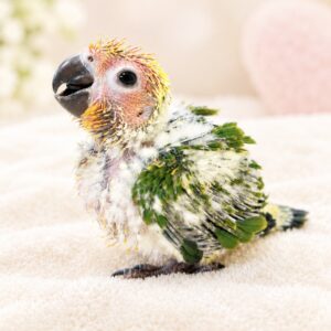 コガネメキシコインコ image0