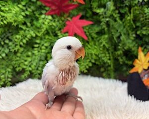 コザクラインコ image1