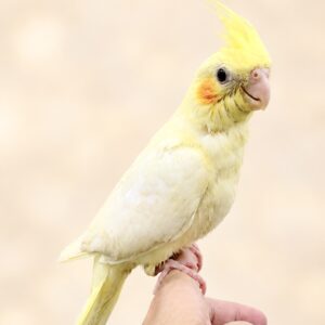 オカメインコ ルチノー image2